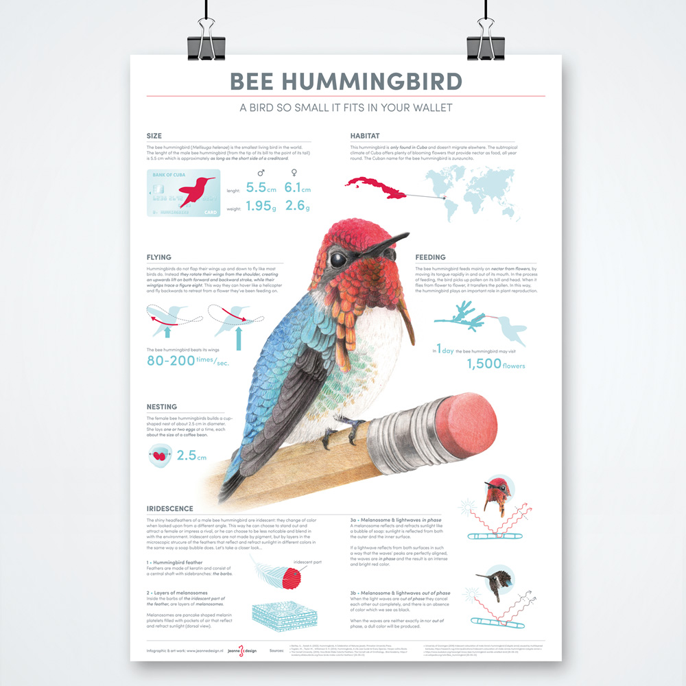 ontwerp illustratie infographic kleinste vogel ter wereld Bijkolibrie • infographic Bee hummingbird smallest bird in the world • Jeanne Design • illustration design infographic hummingbird * infographic laten illustreren