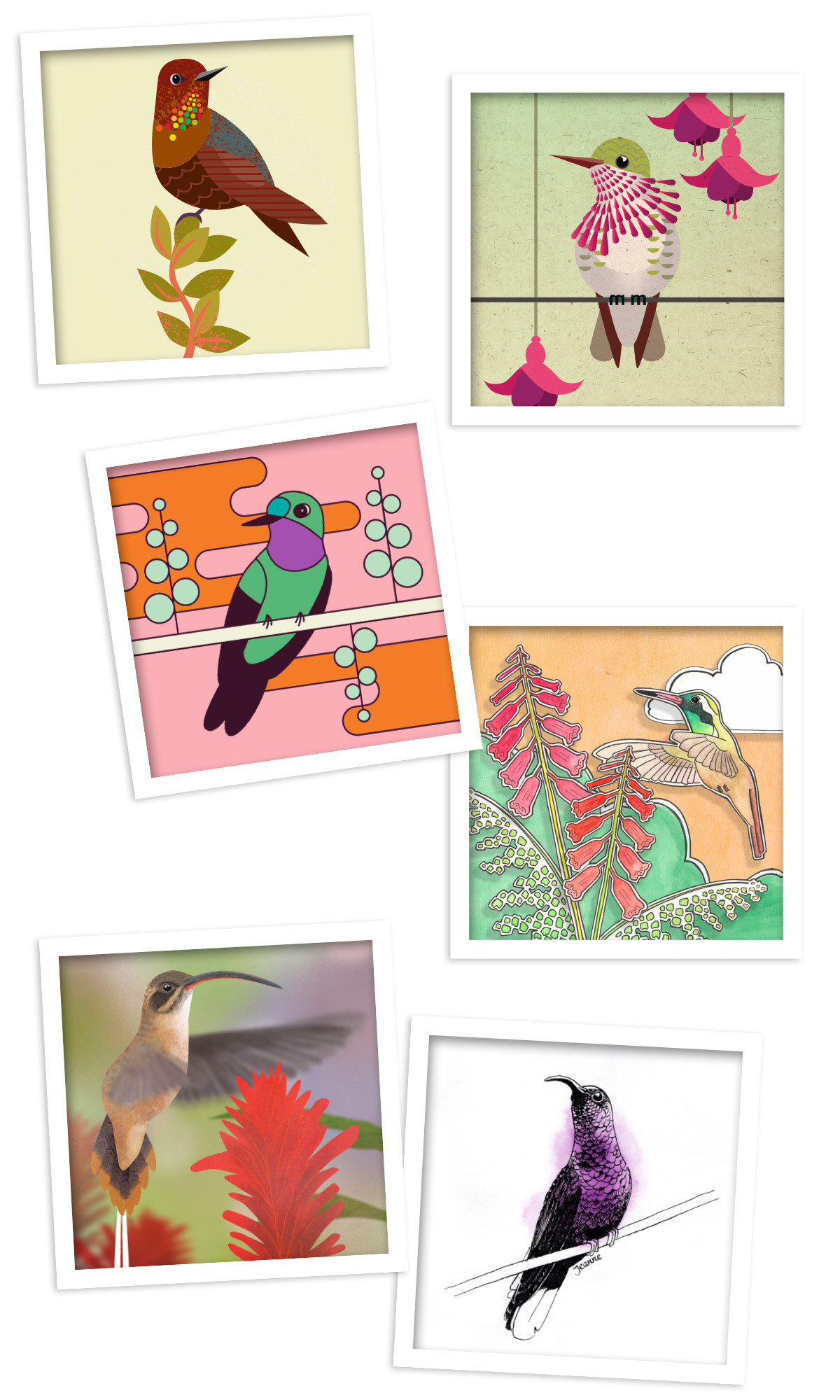 illustratie kolibrie
