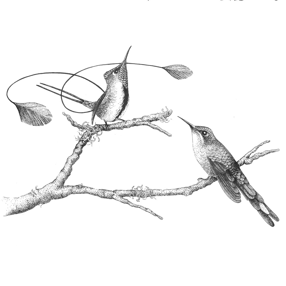illustratie kolibrie boek Jeanne