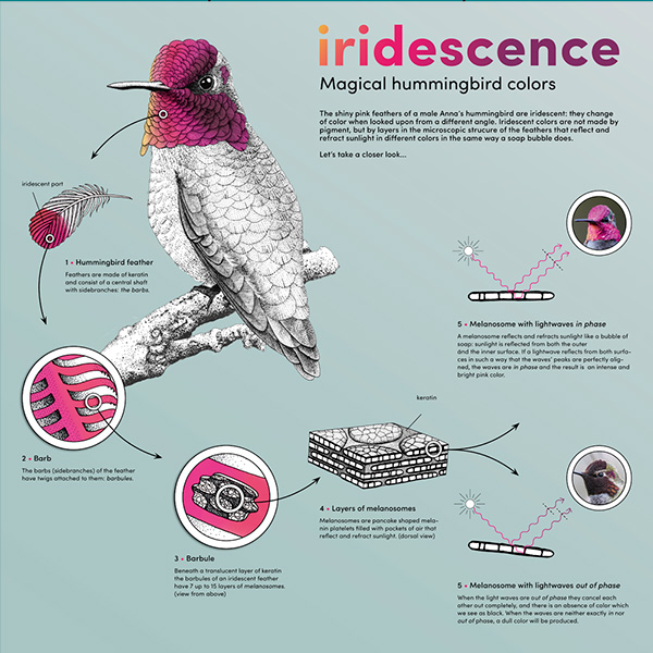 ontwerp illustratie infographic kolibrie veertjes • Jeanne design • infographic hummingbird iridescence