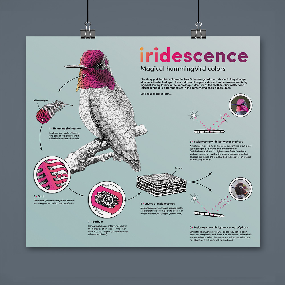 ontwerp illustratie infographic iriserende kolibrie veertjes • infographic iriseren • Jeanne design • illustration design infographic hummingbird iridescence • infographic hummingbird feathers • Hummingbirds a Celebration of Nature's Jewels • Princeton University Press • Glenn Bartley