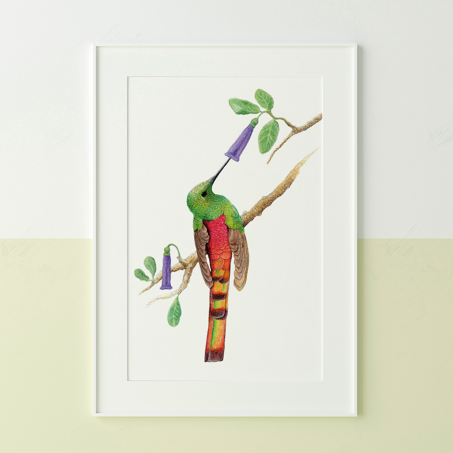Kolibrie Illustratie Project • Print of poster  • Jeanne design