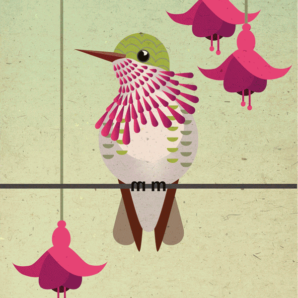 Kolibrie illustratie