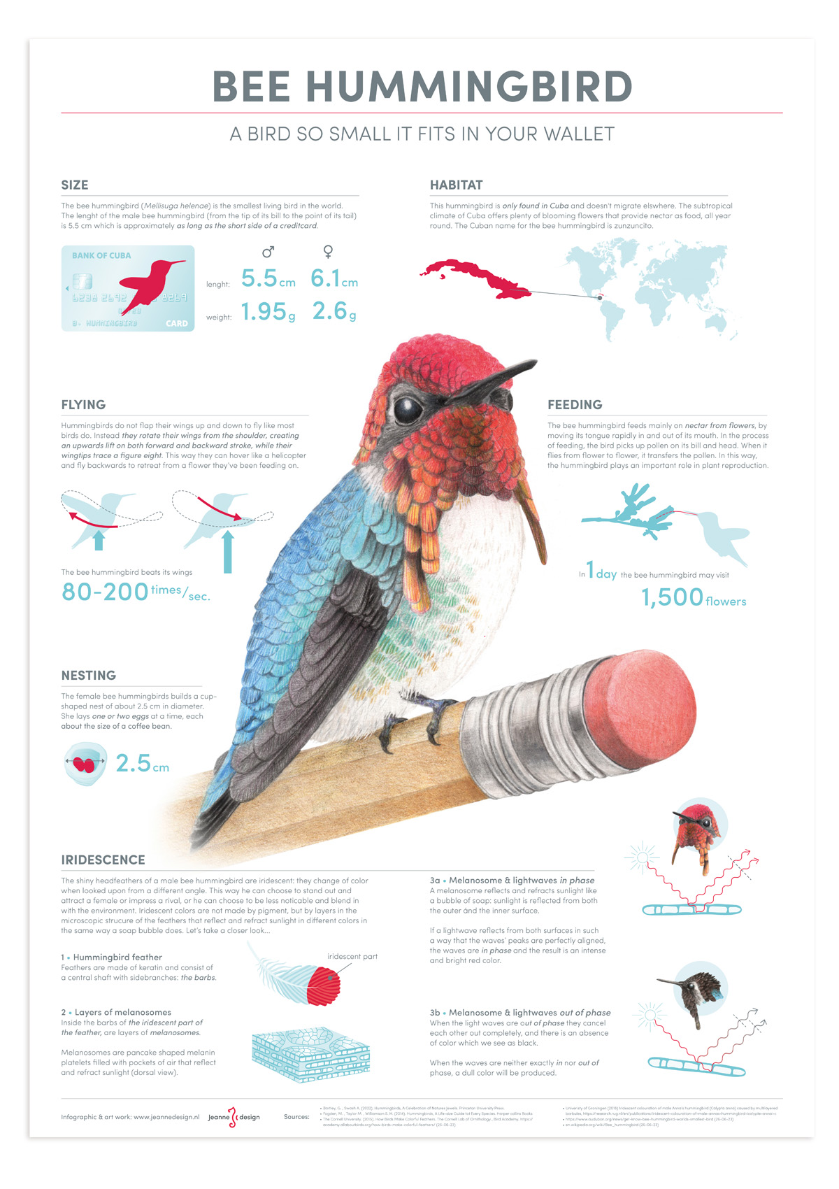 infographic bijkolibrie • Bee Hummingbird • infographic laten maken • Jeanne Design