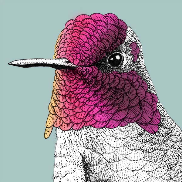 wetenschappelijke illustraties kolibries