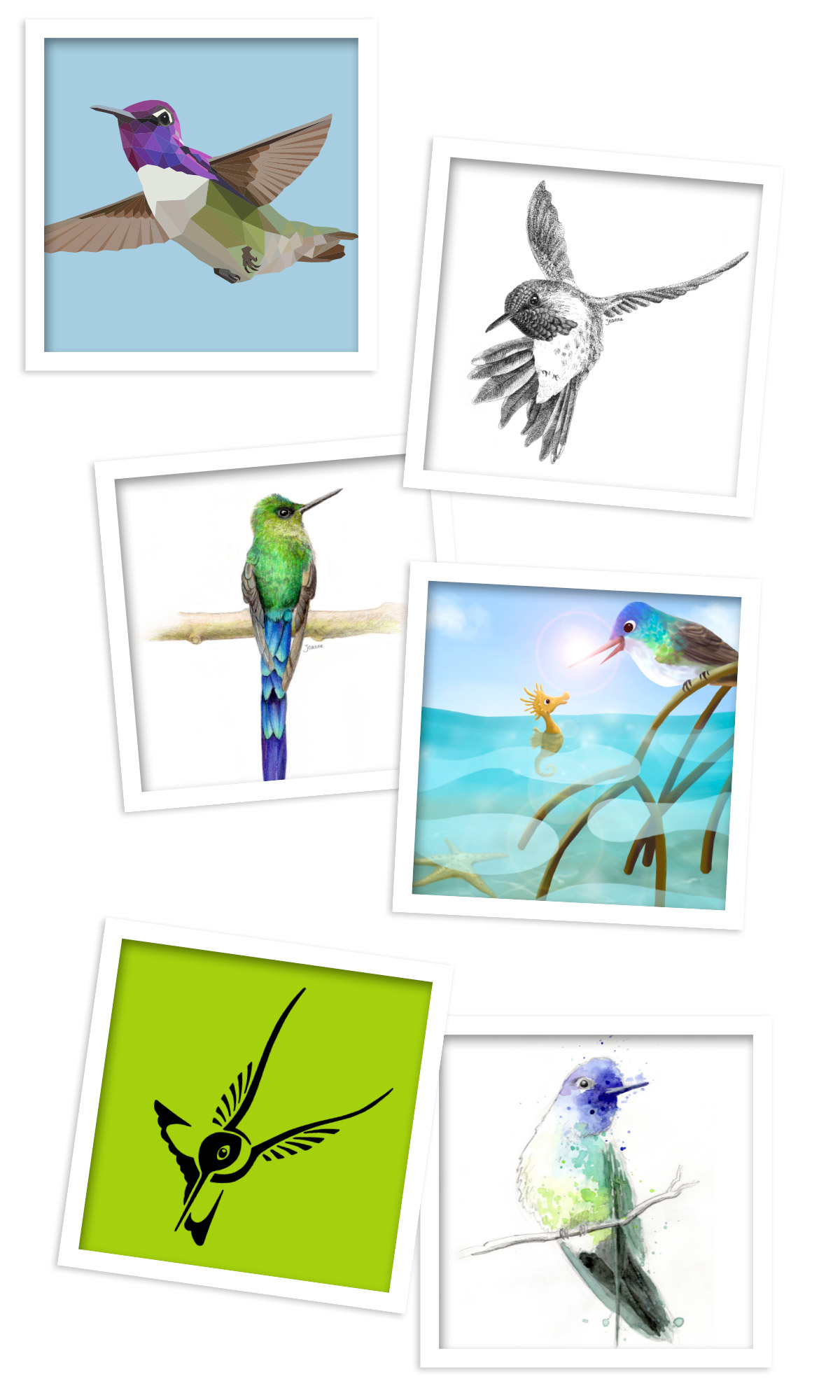 illustratie kolibrie