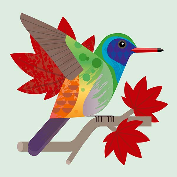 kolibrie illustratie project • Jeanne Design • illustratie laten maken