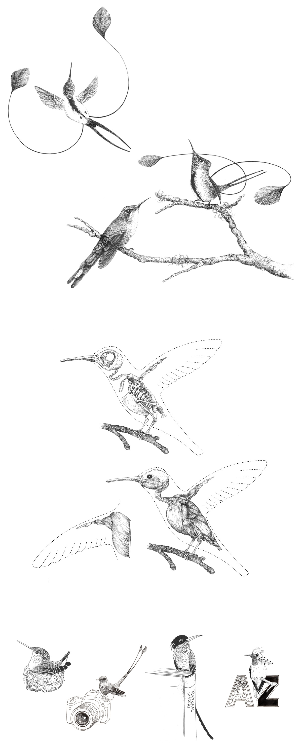 Wetenschappelijke illustraties kolibries • Jeanne Melchels
