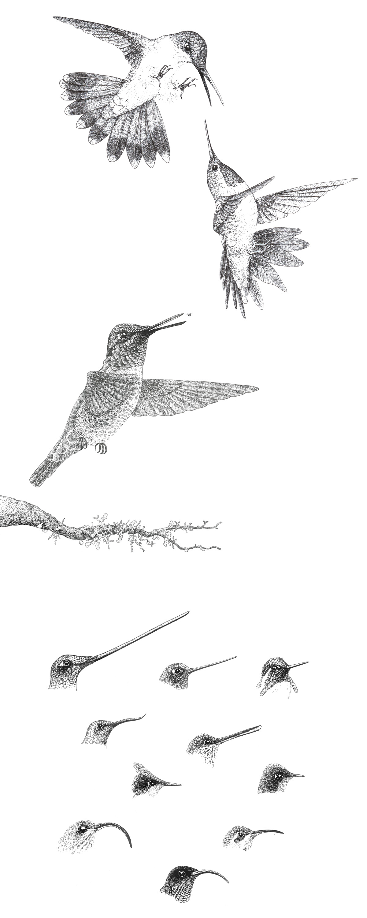 Wetenschappelijke illustraties kolibries • Jeanne Melchels