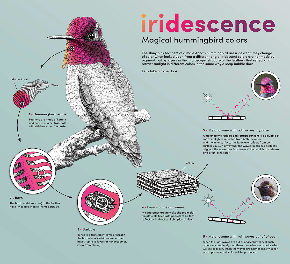 infographic iriserende veertjes kolibries • Jeanne Melchels